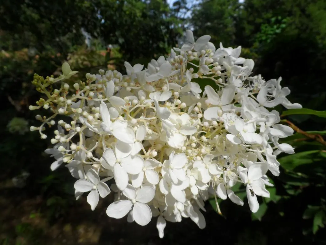 Grandiflora Hydrangea (Hydrangea Arborescens 'Grandiflora') — is a robust deciduous shrub; it typically grows 3-5 feet tall and wide, making it ideal for