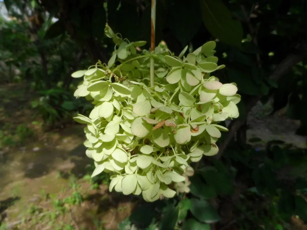 Grandiflora Hydrangea (Hydrangea Arborescens 'Grandiflora') — This species is native to the United States and thrives in hardiness zones 3 through 9; attesting