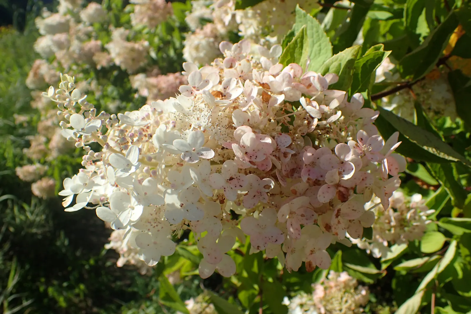 Grandiflora Hydrangea (Hydrangea Arborescens 'Grandiflora') — commonly known as the Grandiflora Hydrangea or Hills of Snow; well-drained soil with partial to