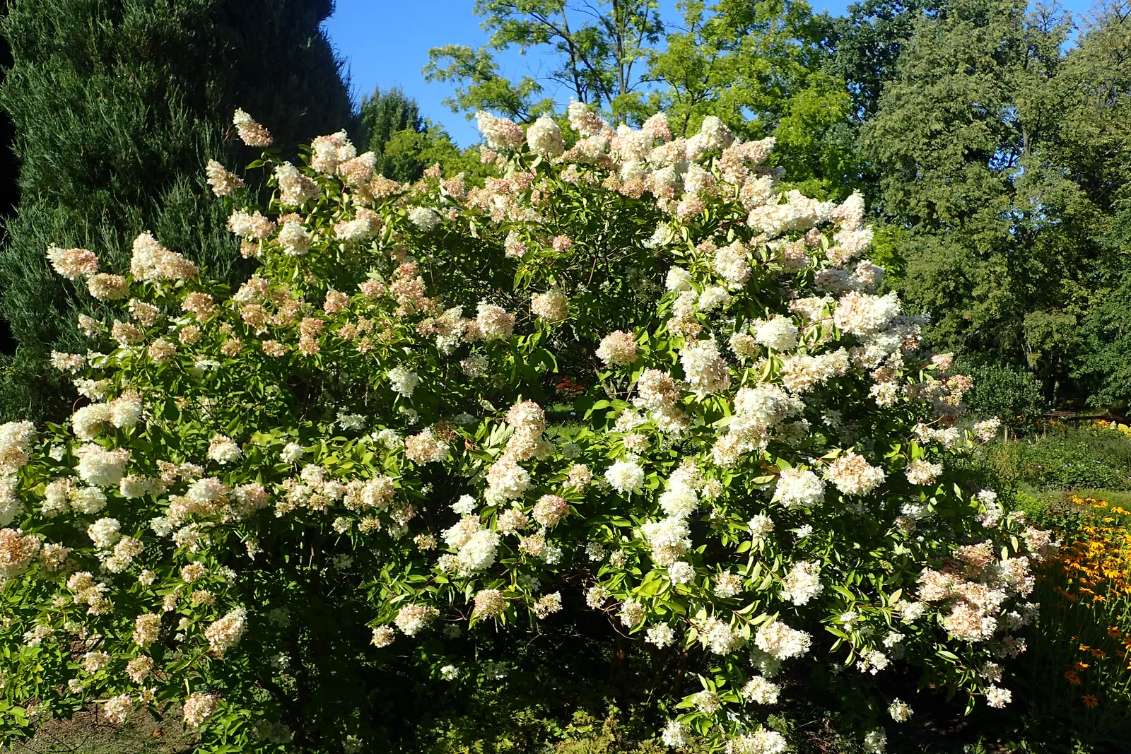 Grandiflora Hydrangea (Hydrangea Arborescens 'Grandiflora') — Blooms persist from mid-summer into fall, with flowers gradually aging to a pale green; they will
