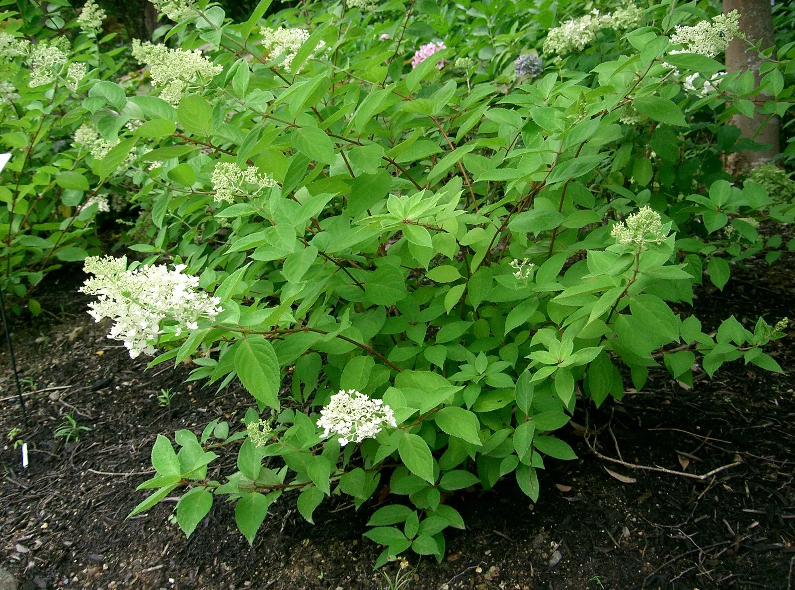 Grandiflora Hydrangea (Hydrangea Arborescens 'Grandiflora') — It typically grows 3-5 feet tall and wide, making it ideal for foundation plantings or as a