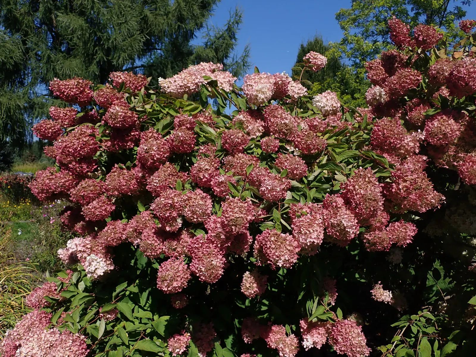 Grandiflora Hydrangea (Hydrangea Arborescens 'Grandiflora') — showy white flower clusters