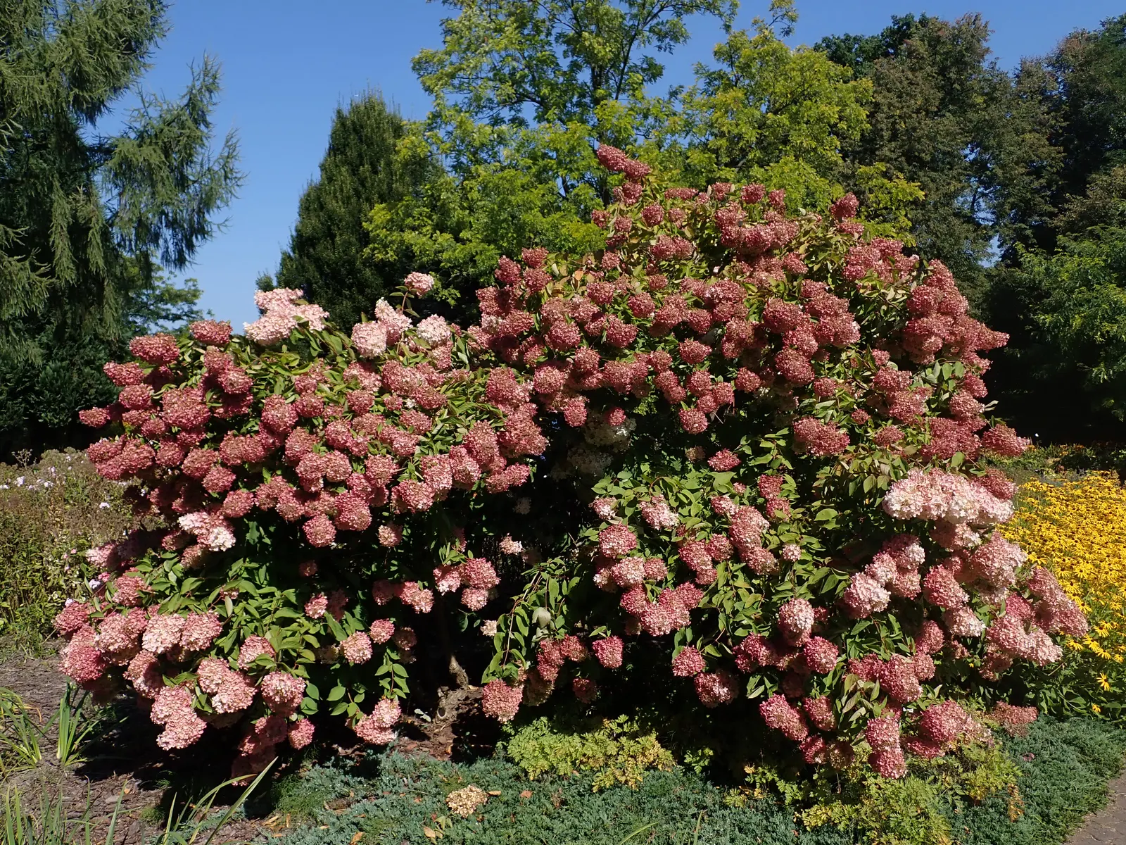 Grandiflora Hydrangea (Hydrangea Arborescens 'Grandiflora') — heart-shaped leaves provide a lush; shrub for full or half