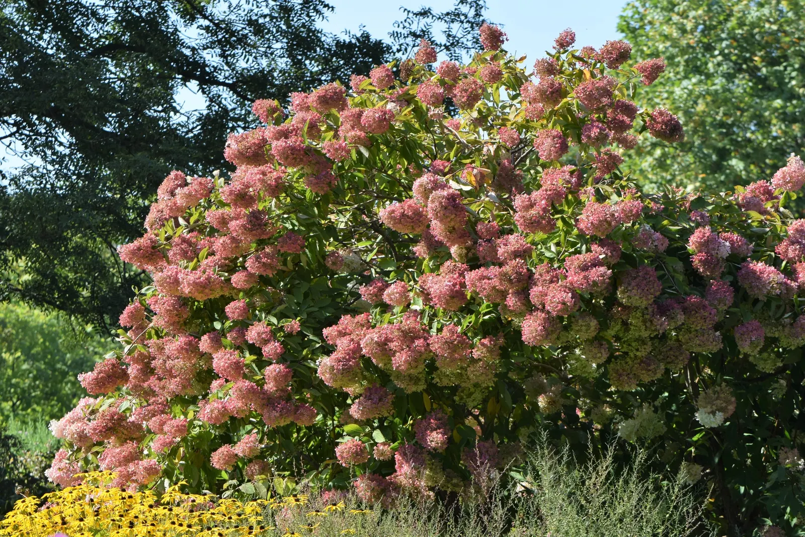 Grandiflora Hydrangea (Hydrangea Arborescens 'Grandiflora') — green backdrop throughout the growing season.<br><br>Its most striking feature