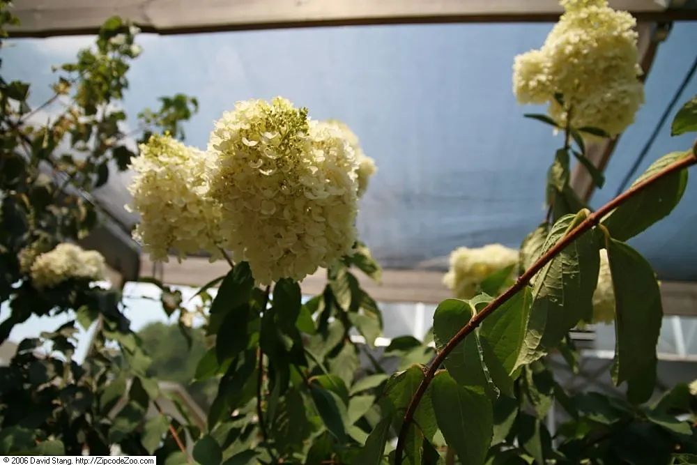 Grandiflora Hydrangea (Hydrangea Arborescens 'Grandiflora') — or as a feature plant in a mixed shrubbery bed