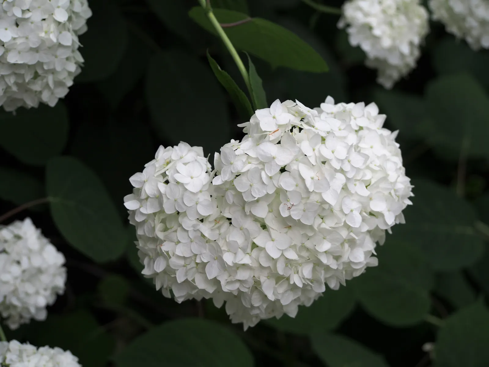 Grandiflora Hydrangea (Hydrangea Arborescens 'Grandiflora') — shrub for full or half