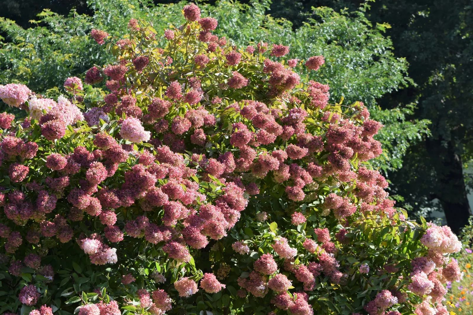 Grandiflora Hydrangea (Hydrangea Arborescens 'Grandiflora') — the Grandiflora Hydrangea reaches a mature height and spread of 4 to 6 feet