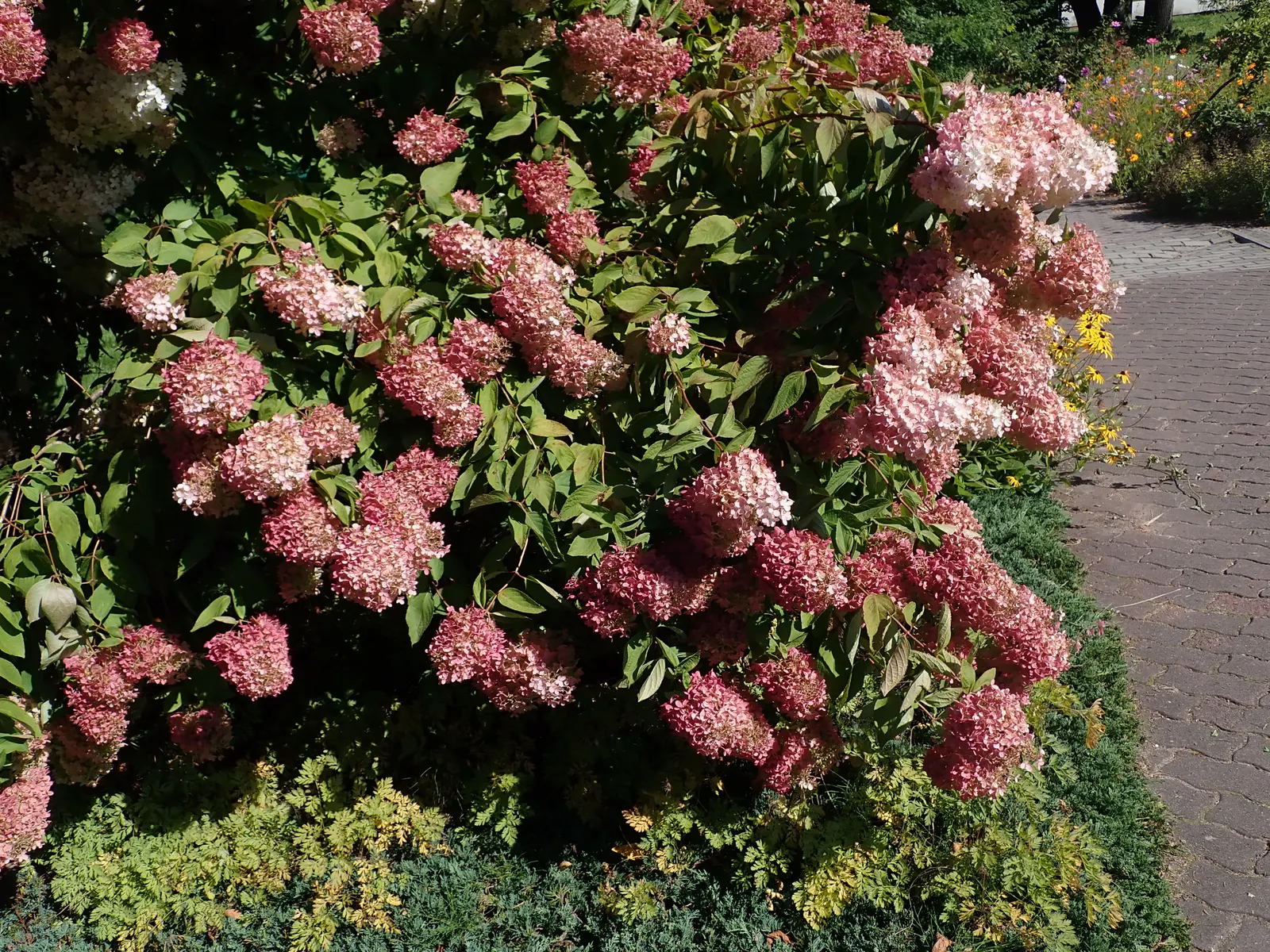 Grandiflora Hydrangea (Hydrangea Arborescens 'Grandiflora') — regular pruning to remove old wood can encourage more vigorous blooms and maintain a tidy