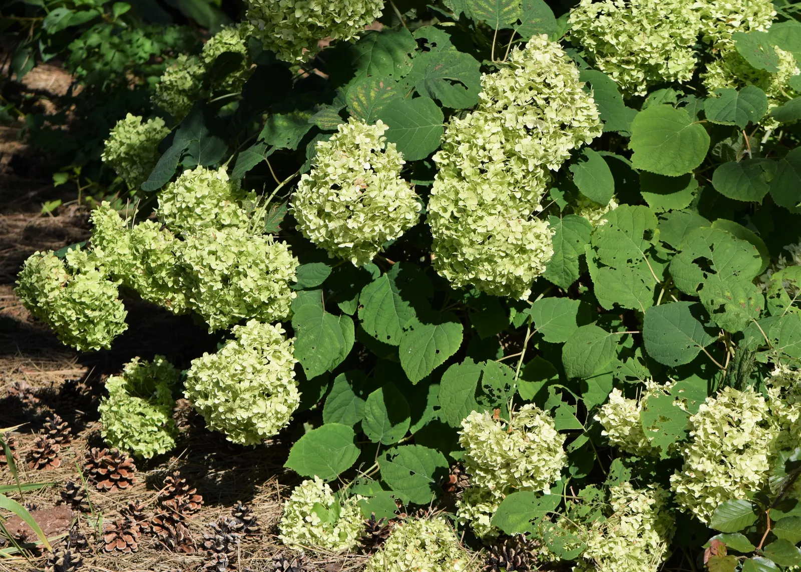 Grandiflora Hydrangea (Hydrangea Arborescens 'Grandiflora') — Hardy in zones 3-9, offering wide climate adaptability