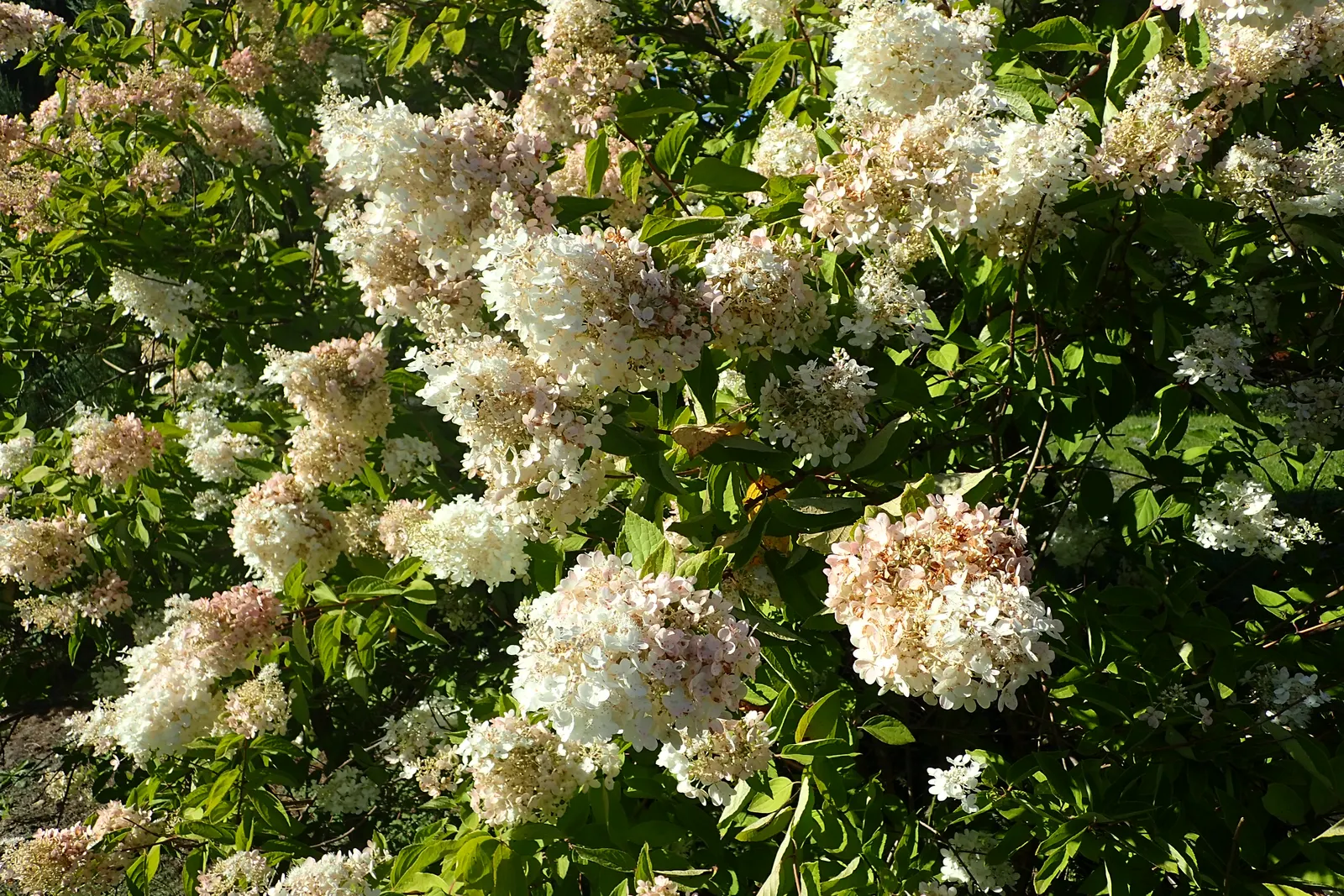 Grandiflora Hydrangea (Hydrangea Arborescens 'Grandiflora') — making it an ideal choice for foundation plantings; this species is native to the United States