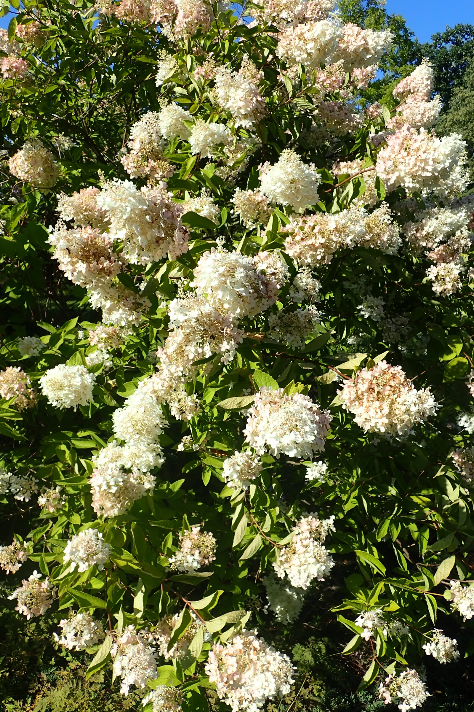 Grandiflora Hydrangea (Hydrangea Arborescens 'Grandiflora') — the Grandiflora Hydrangea reaches a mature height and spread of 4 to 6 feet; showy white flower