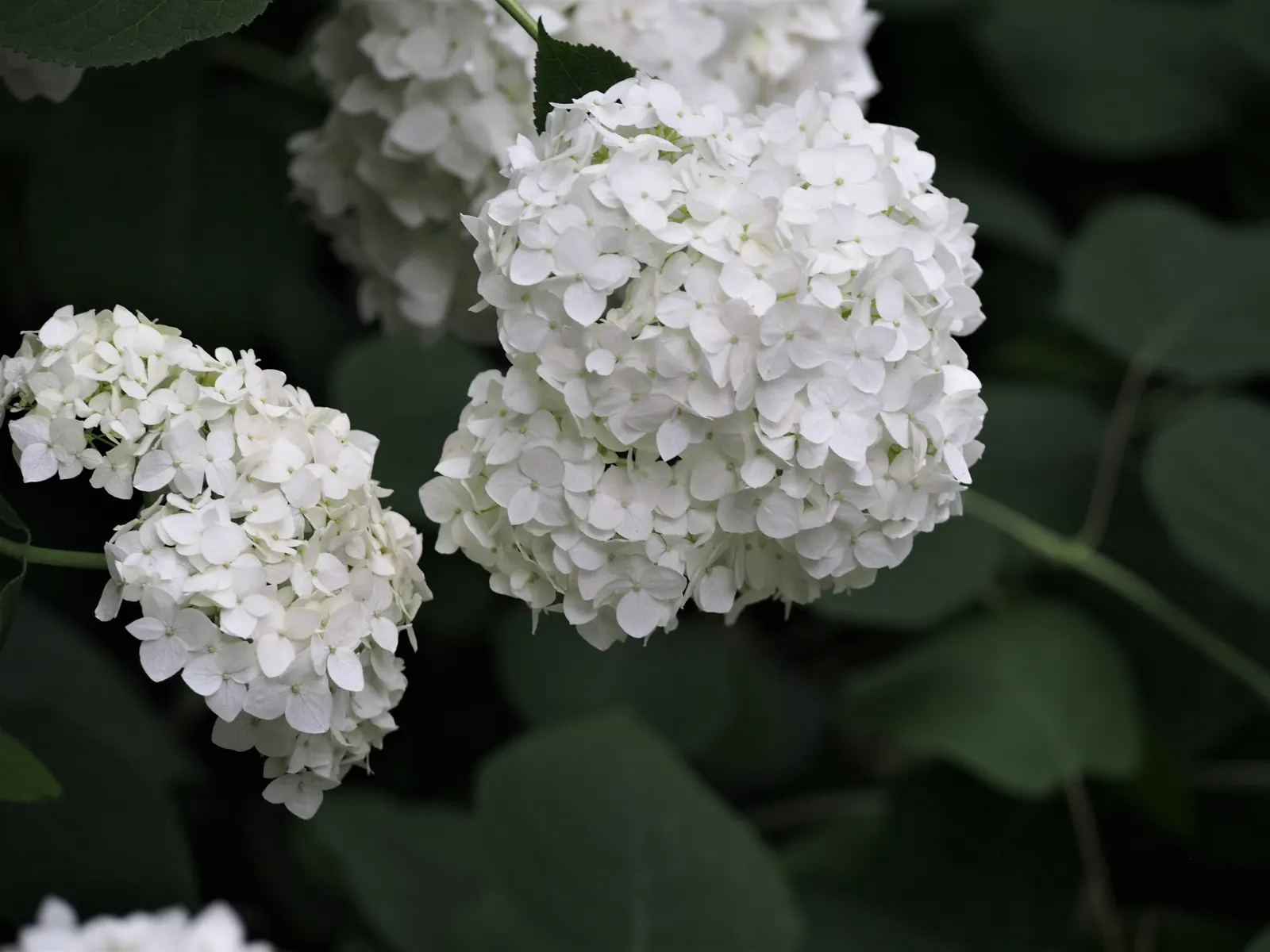 Grandiflora Hydrangea (Hydrangea Arborescens 'Grandiflora') — Initially, the blooms appear as a pale green before maturing to a pristine white