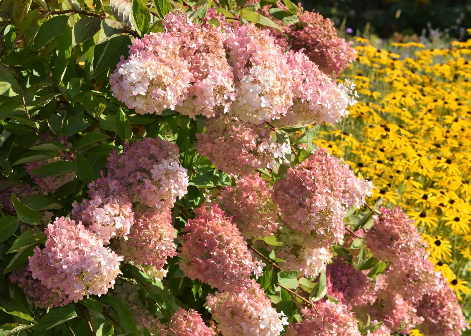 Grandiflora Hydrangea (Hydrangea Arborescens 'Grandiflora') — This species is native to the United States and thrives in hardiness zones 3 through 9