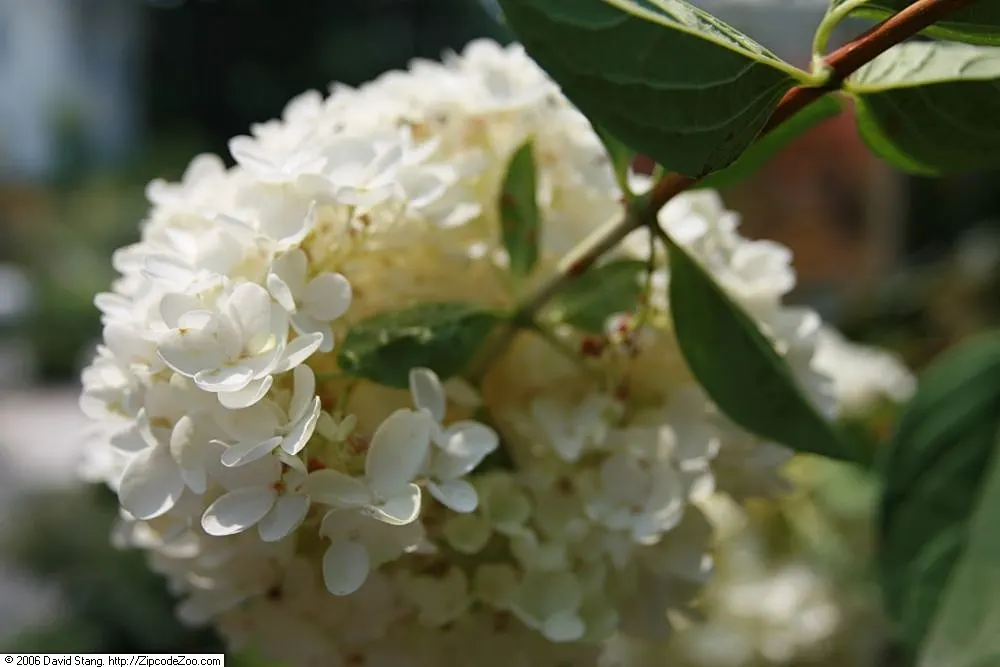 Grandiflora Hydrangea (Hydrangea Arborescens 'Grandiflora') — It typically grows 3-5 feet tall and wide, making it ideal for foundation plantings, image 24