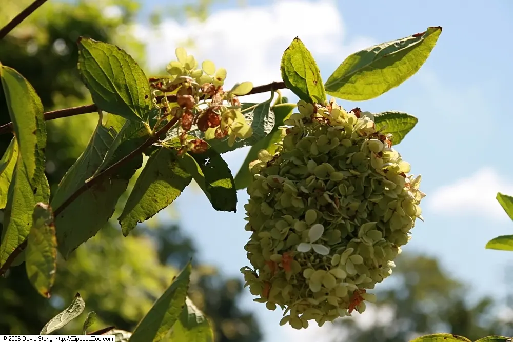 Grandiflora Hydrangea (Hydrangea Arborescens 'Grandiflora') — Prefers partial to full shade and moist, well-drained soil