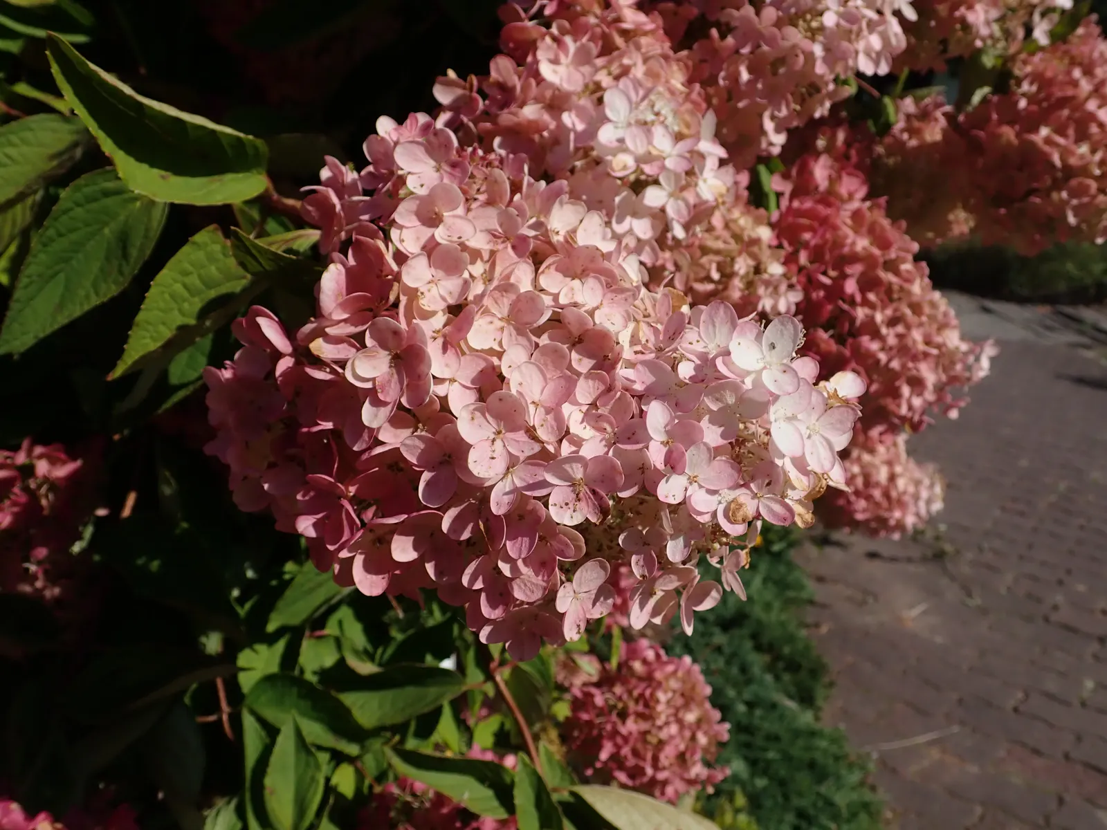 Grandiflora Hydrangea (Hydrangea Arborescens 'Grandiflora') — They will tolerate full sun, provided they are given ample moisture