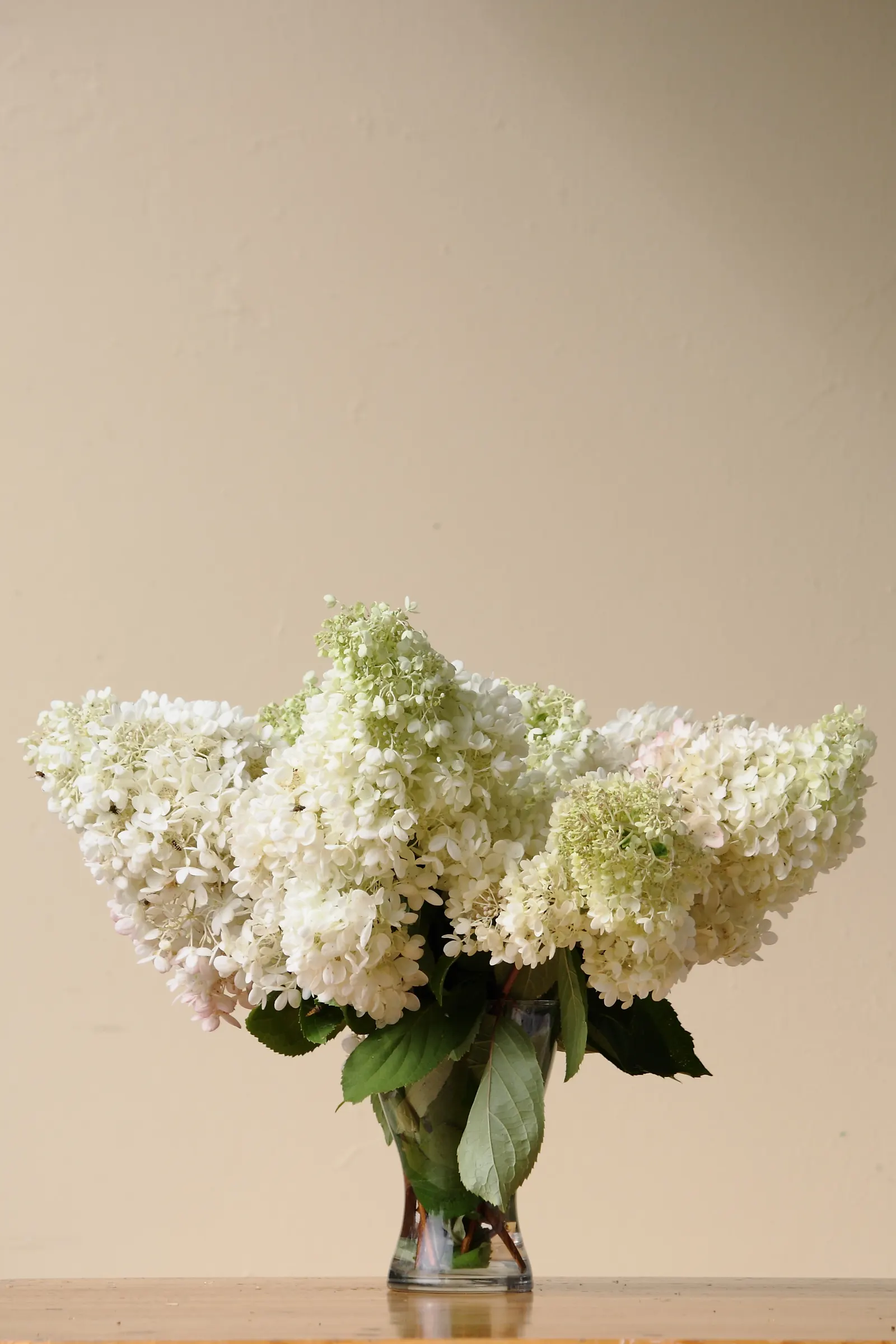 Grandiflora Hydrangea (Hydrangea Arborescens 'Grandiflora') — attesting to its adaptability across a wide variety of climates.<br><br>Typically; initially, the