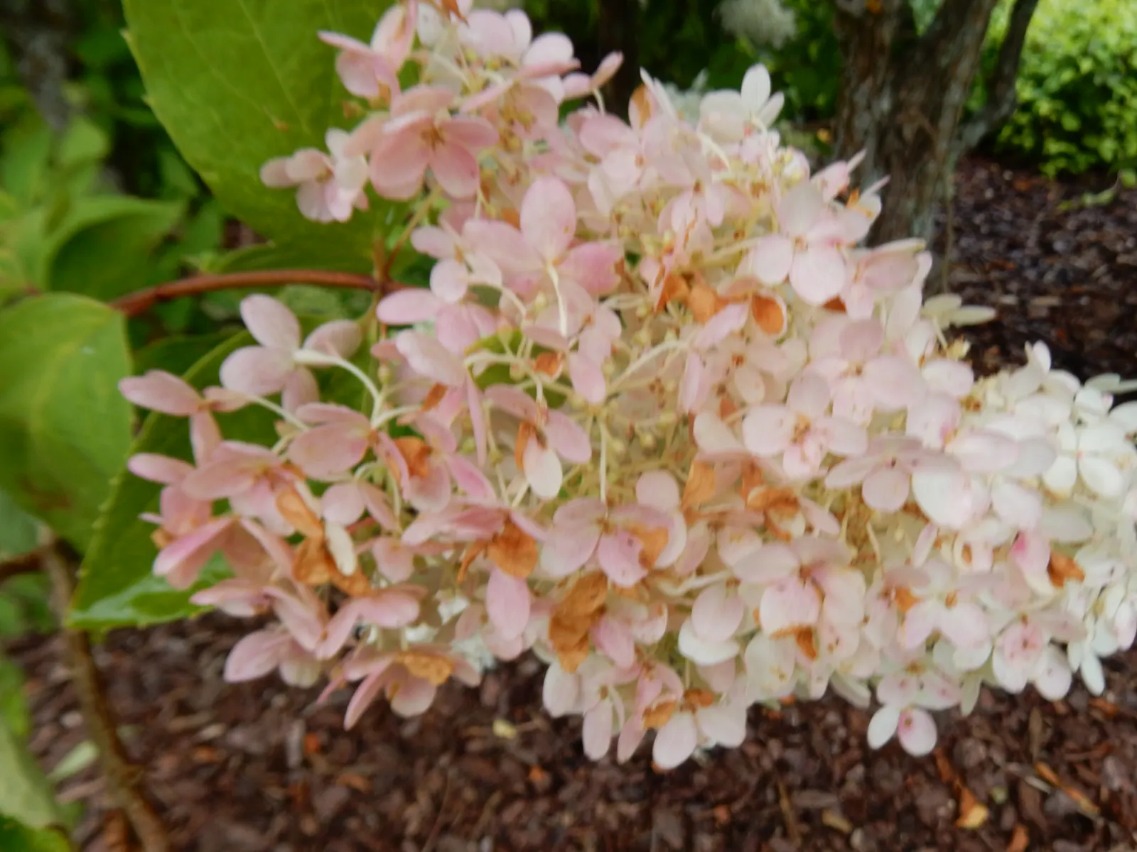 Grandiflora Hydrangea (Hydrangea Arborescens 'Grandiflora') — spherical flower clusters - sometimes reaching up to 12 inches in diameter - that bloom from July