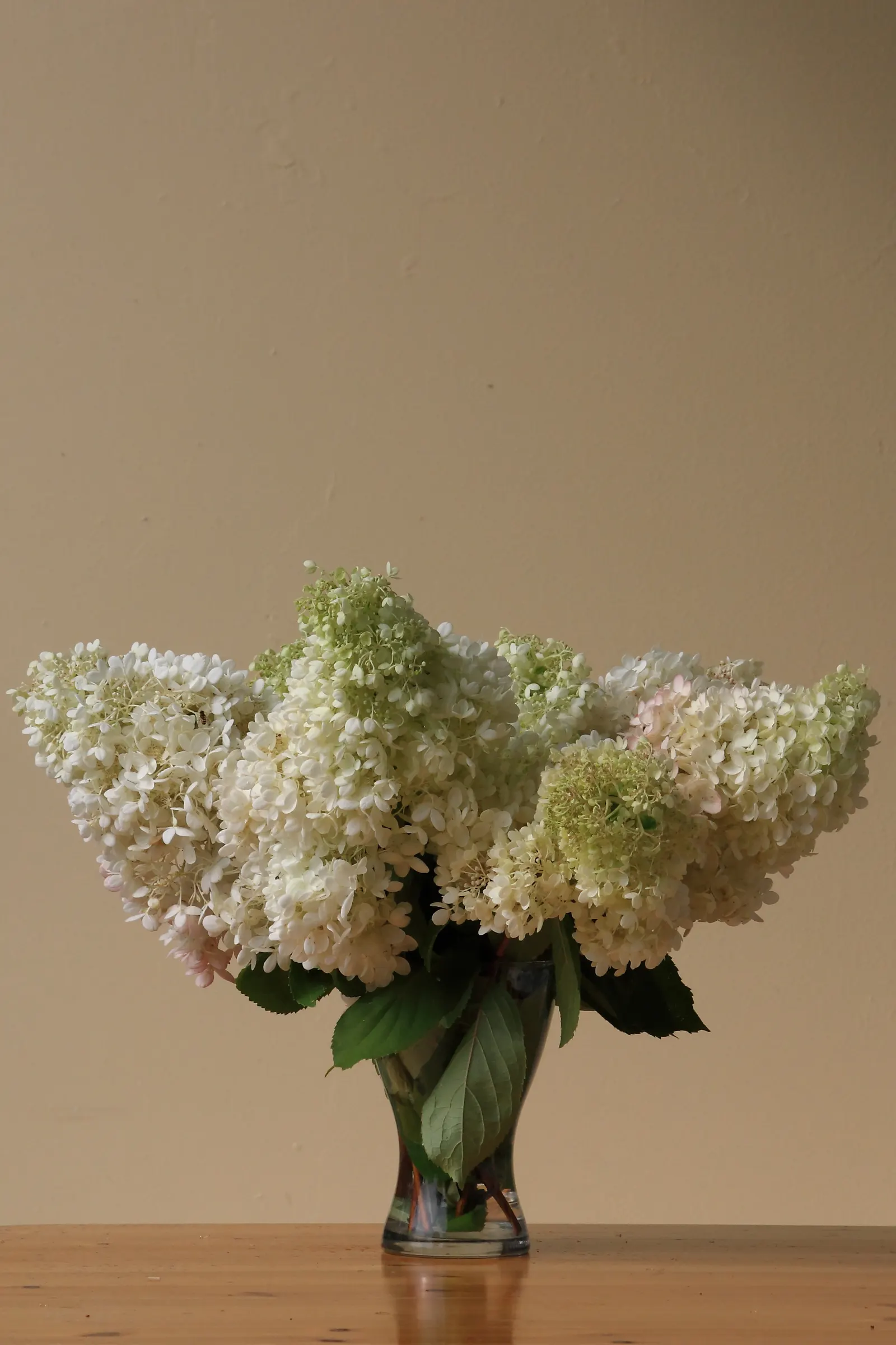 Grandiflora Hydrangea (Hydrangea Arborescens 'Grandiflora') — or as a feature plant in a mixed shrubbery bed; spherical flower clusters - sometimes reaching up