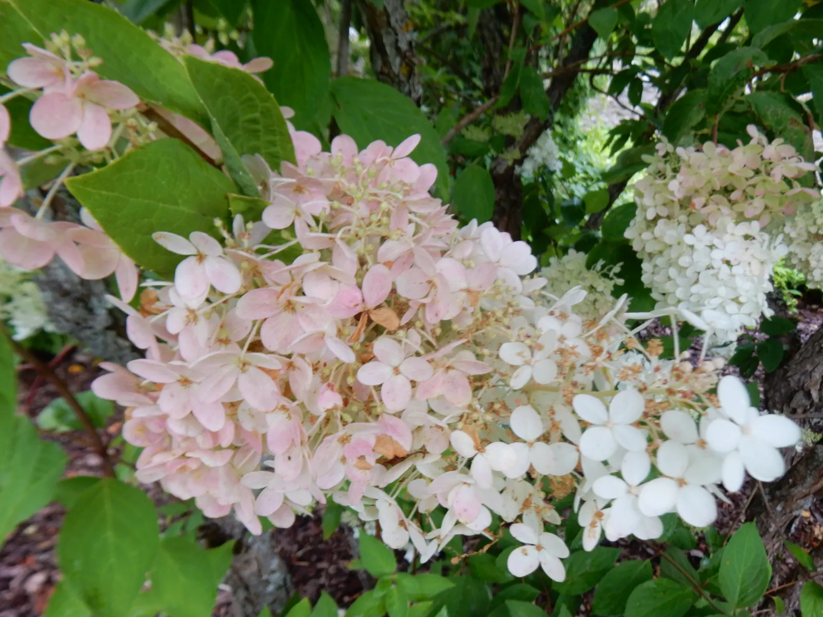 Grandiflora Hydrangea (Hydrangea Arborescens 'Grandiflora') — shrub with white blooms
