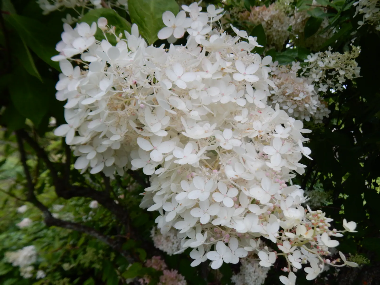 Grandiflora Hydrangea (Hydrangea Arborescens 'Grandiflora') — Prefers partial to full shade and moist, well-drained soil; blooms persist from mid-summer into