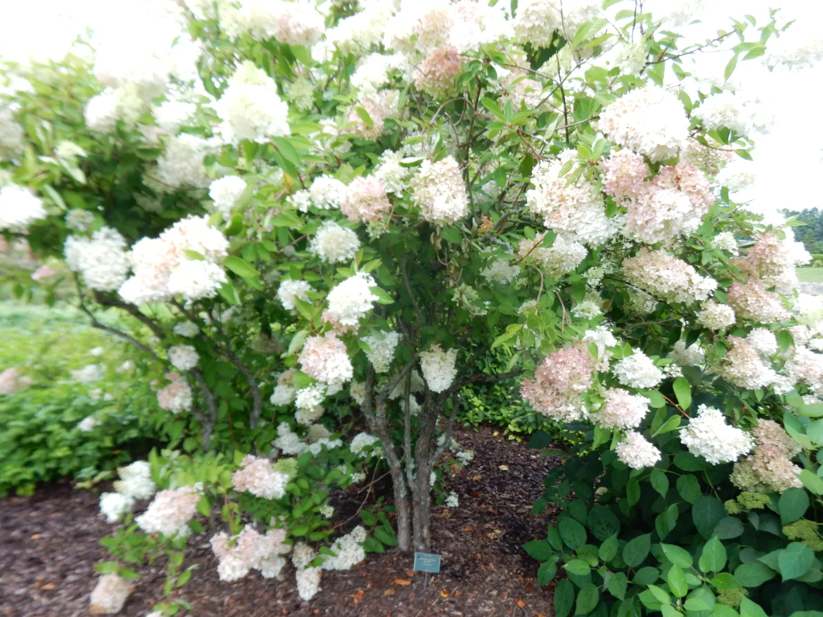Grandiflora Hydrangea (Hydrangea Arborescens 'Grandiflora') — Hardy in zones 3-9, offering wide climate adaptability; the Grandiflora Hydrangea reaches a