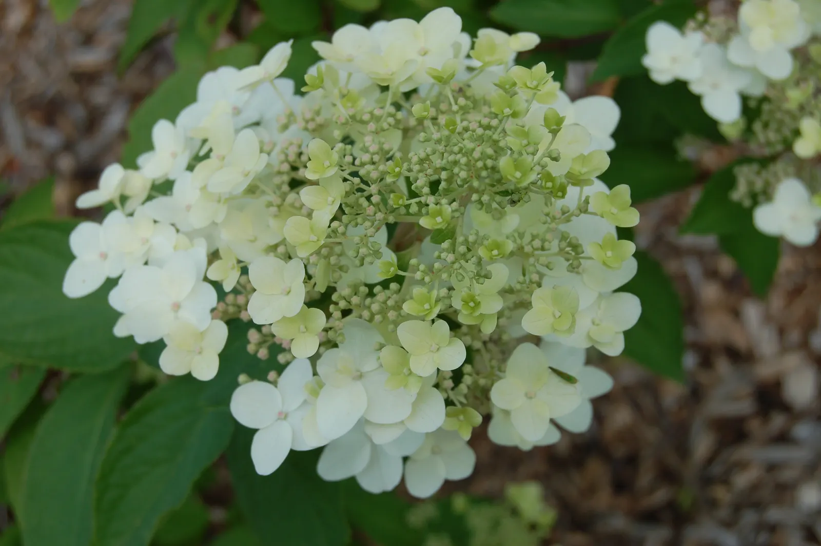 Grandiflora Hydrangea (Hydrangea Arborescens 'Grandiflora') — making it an ideal choice for foundation plantings