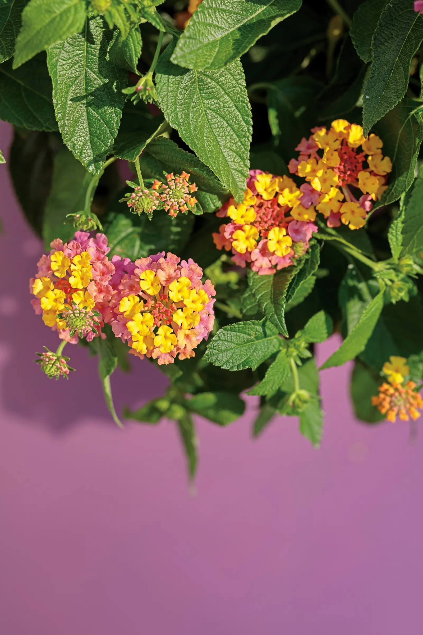 Berry Blend™ Lantana (Lantana camara) — If you are looking for a plant that will thrive on neglect, lantana is the champ