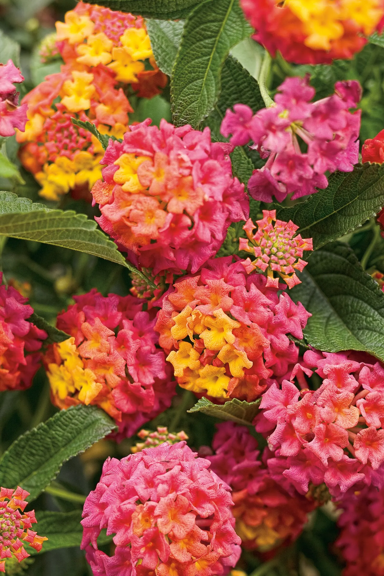 Berry Blend™ Lantana (Lantana camara) — pink flowers in the garden; deadheading shouldn't be necessary for continuous bloom, image 92