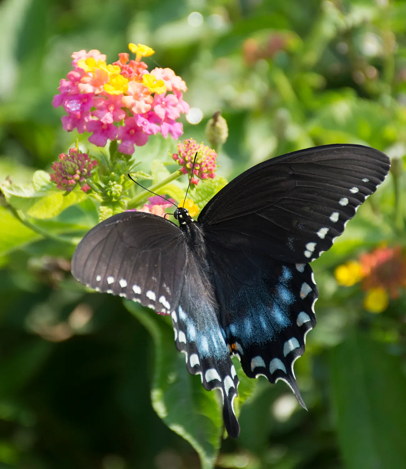 Berry Blend™ Lantana (Lantana camara) — In many parts of the US and Canada lantana function as an annual, image 35