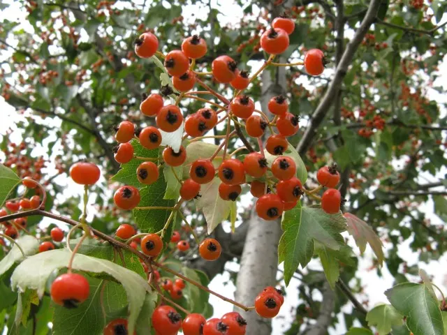 Washington Thorn (Crataegus Phaenopyrum) — the Washington Thorn offers clusters of white blooms in late spring