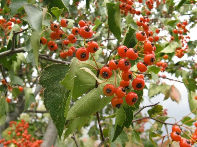 Washington Thorn (Crataegus Phaenopyrum) — providing a well-balanced and symmetrical appearance.<br><br>Distinguished by its seasons of interest