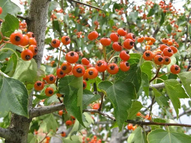 Washington Thorn (Crataegus Phaenopyrum) — multi-stemmed tree reaching heights of 20-30 ft