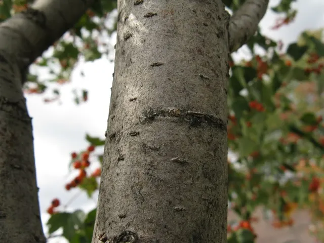 Washington Thorn (Crataegus Phaenopyrum) — Named for its thorny branches