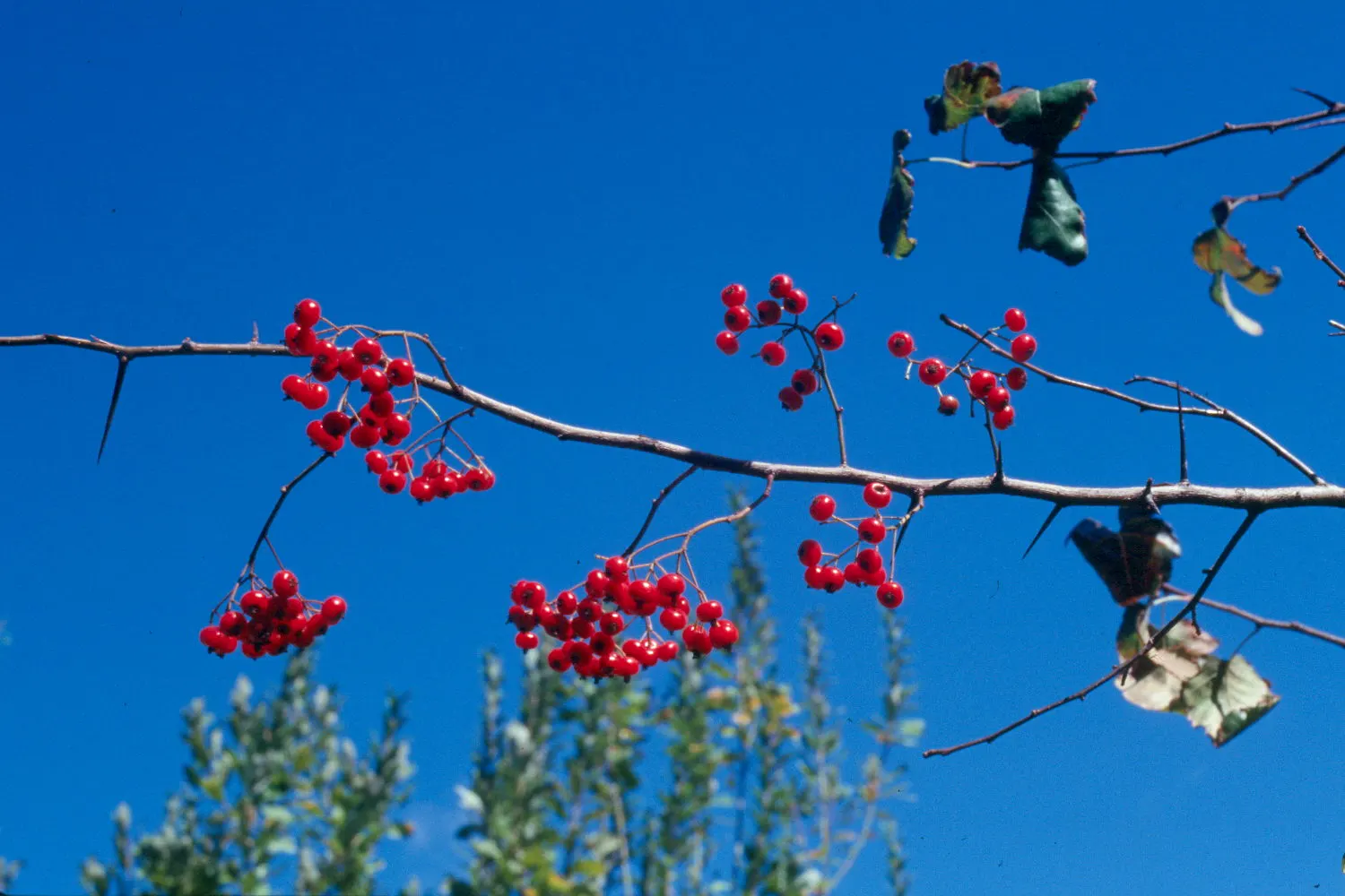 Washington Thorn (Crataegus Phaenopyrum) — matures to a modest height of 25 to 30 feet