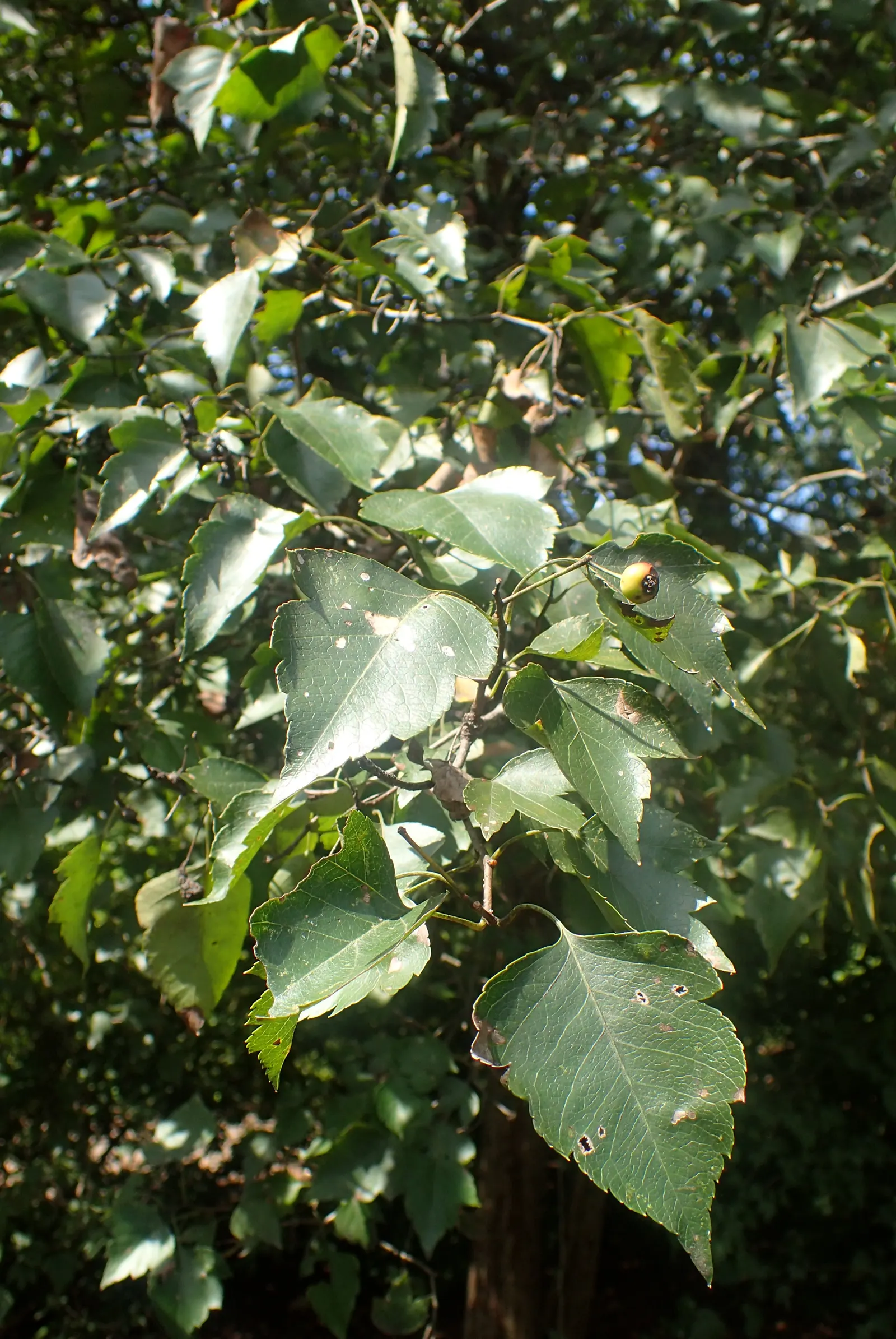Washington Thorn (Crataegus Phaenopyrum) — this ornamental offers white spring blossoms