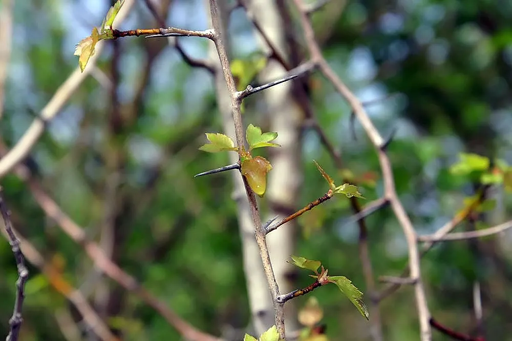 Washington Thorn (Crataegus Phaenopyrum) — with a canopy spread of equally 25 to 30 feet at full growth