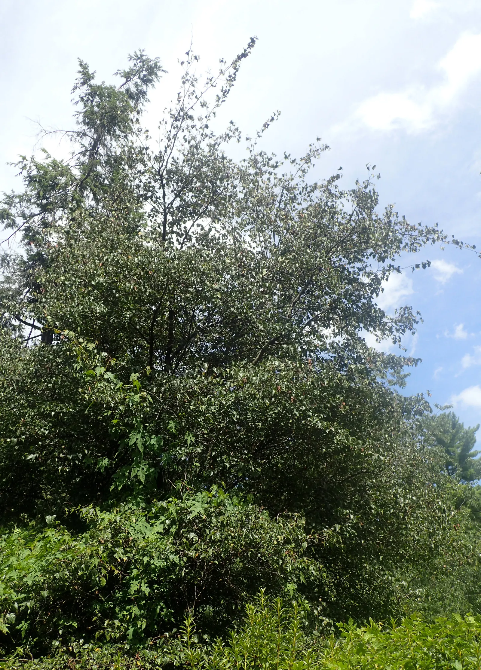 Washington Thorn (Crataegus Phaenopyrum) — brilliant red fall berries