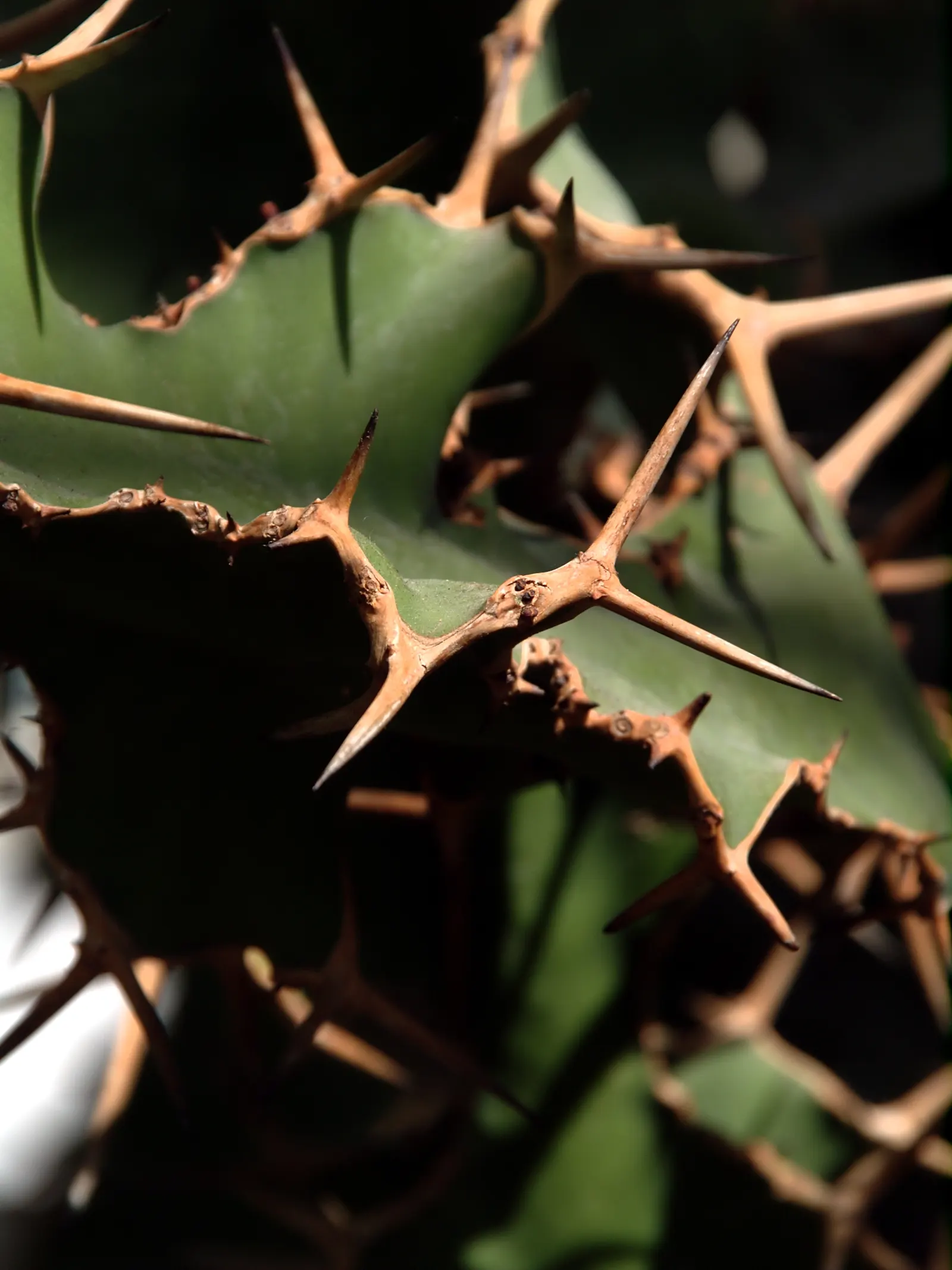 Washington Thorn (Crataegus Phaenopyrum) — native to the southern United States
