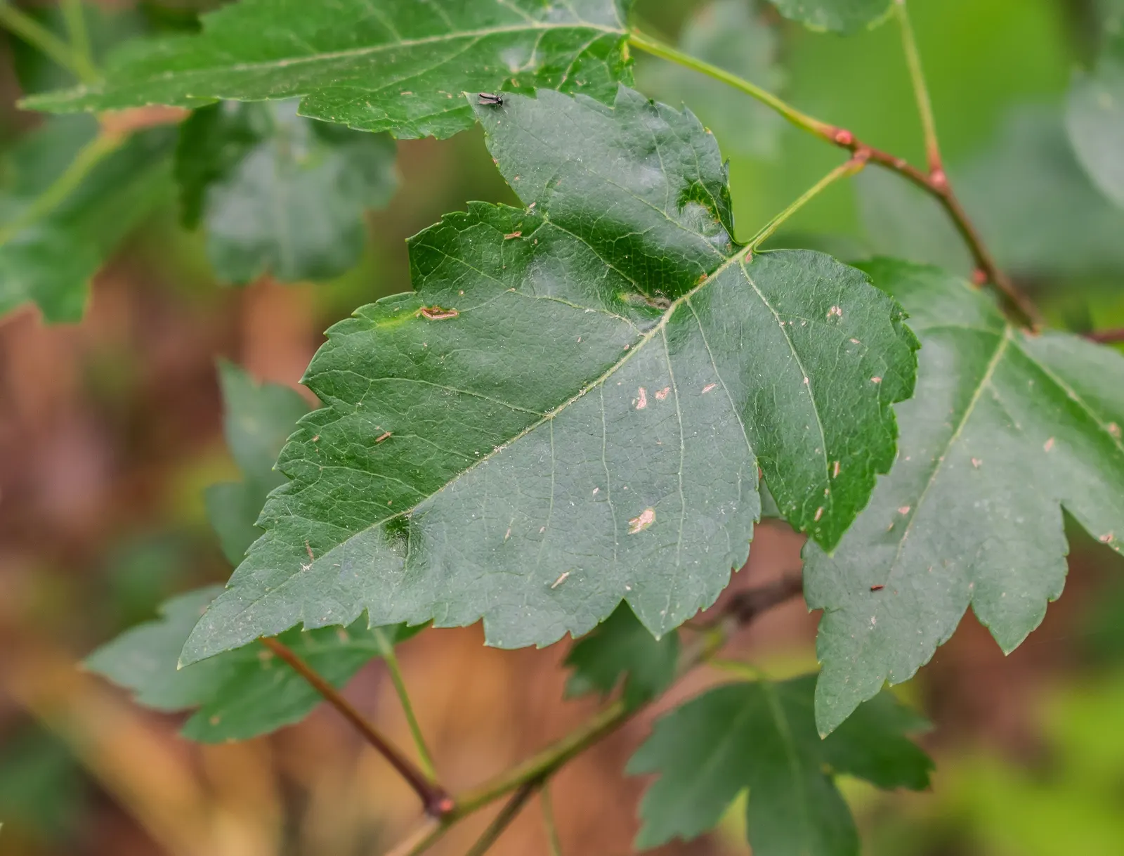 Washington Thorn (Crataegus Phaenopyrum) — it thrives in hardiness zones 4-8 and tolerates a variety of soil types