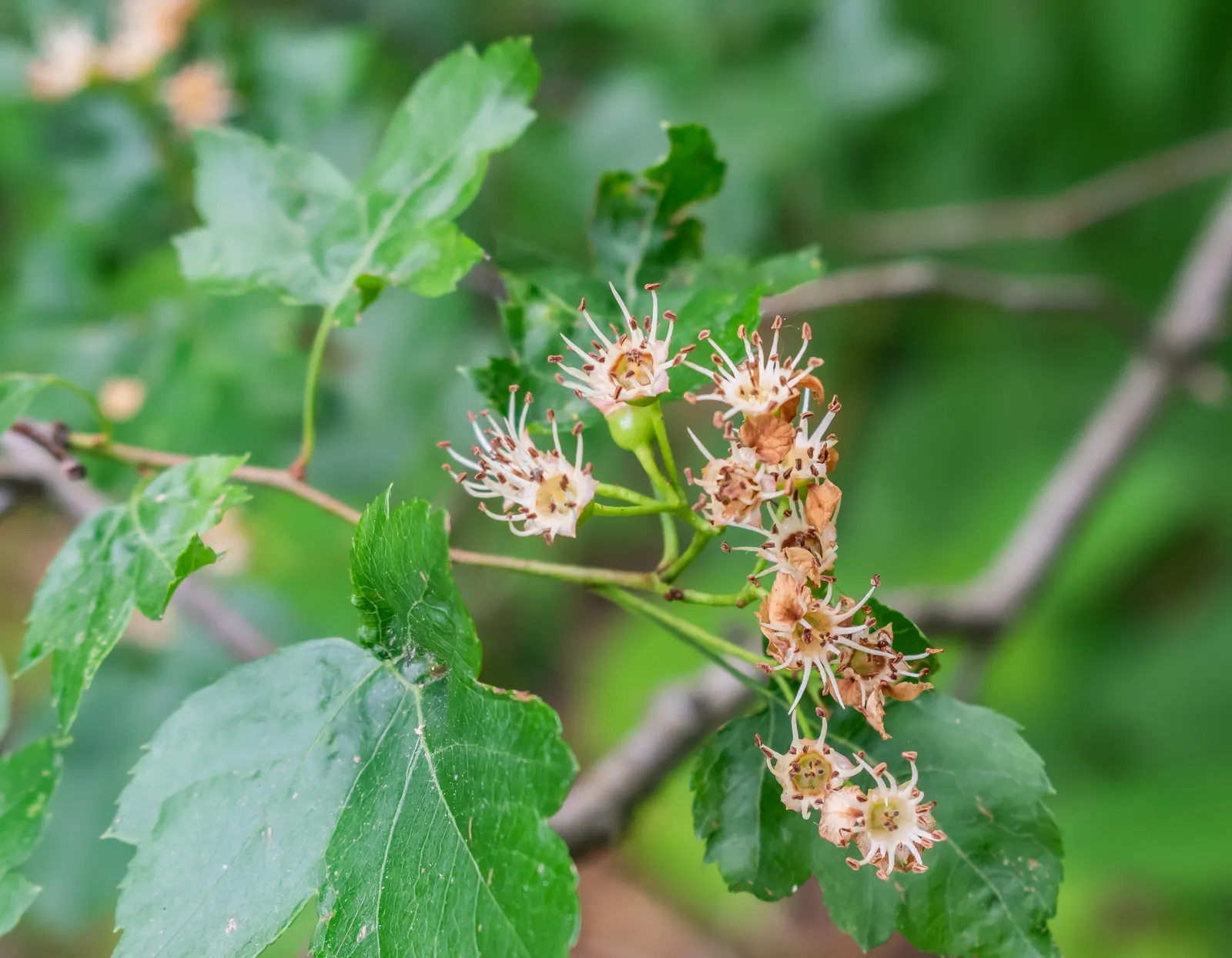Washington Thorn (Crataegus Phaenopyrum) — making it versatile for landscape design