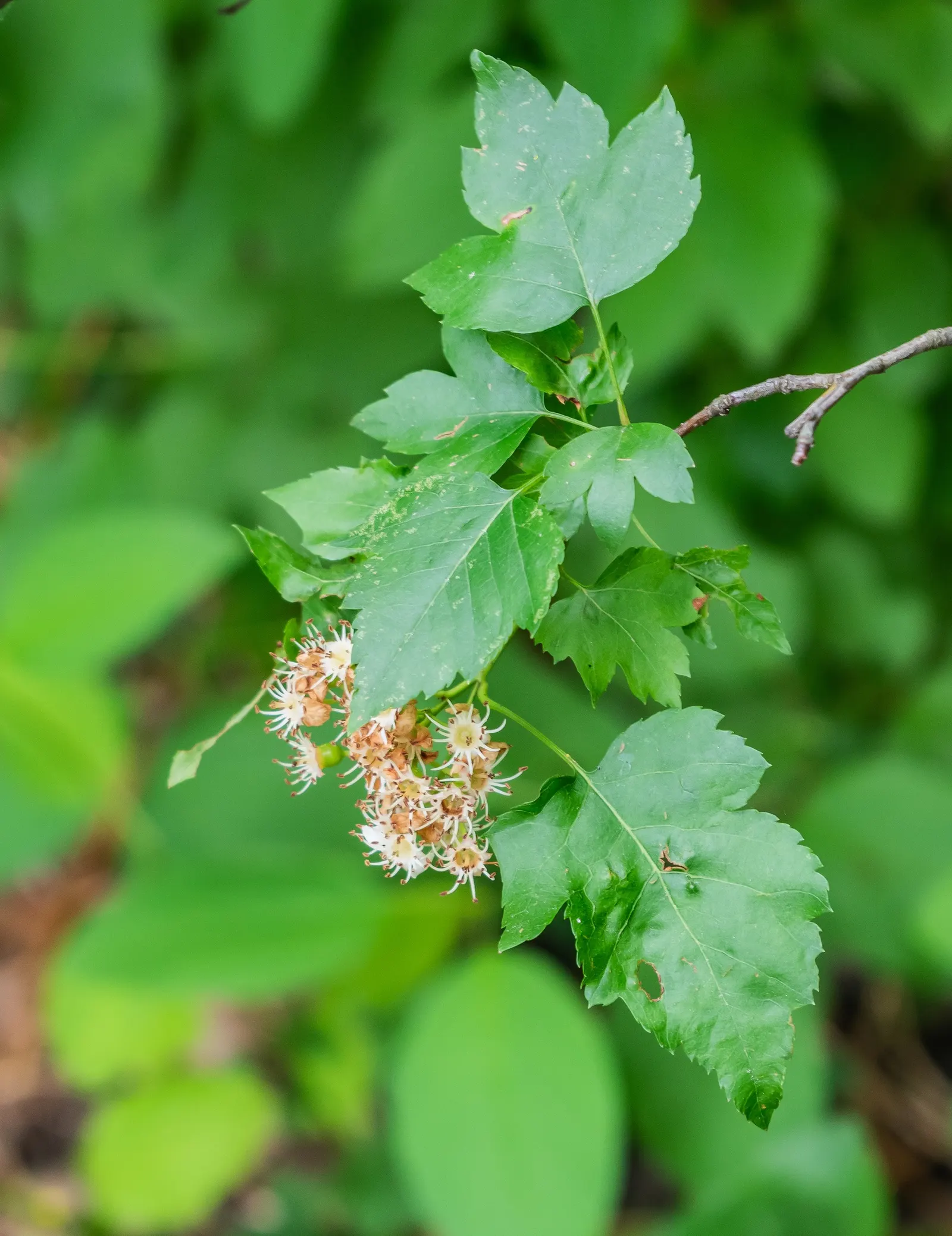 Washington Thorn (Crataegus Phaenopyrum) — presents a highly ornamental profile in any landscape design