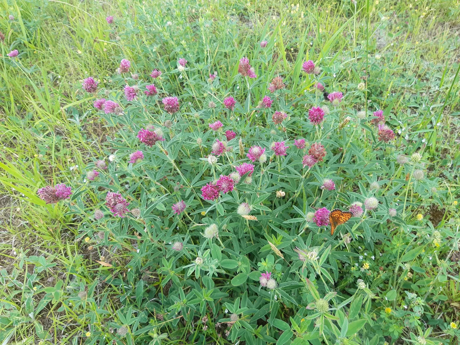 Owl's Clover (Orthocarpus Purpurascens) — is a fascinating addition to any garden seeking a touch of unique color and texture