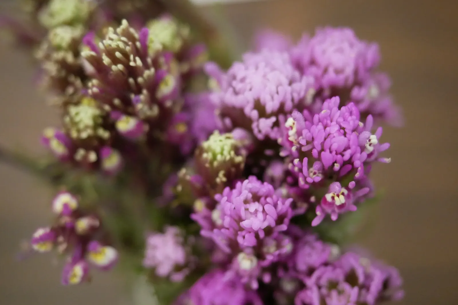 Owl's Clover (Orthocarpus Purpurascens) — which means that while it does photosynthesize; it thrives in full sun to partial shade and well-drained, image 83