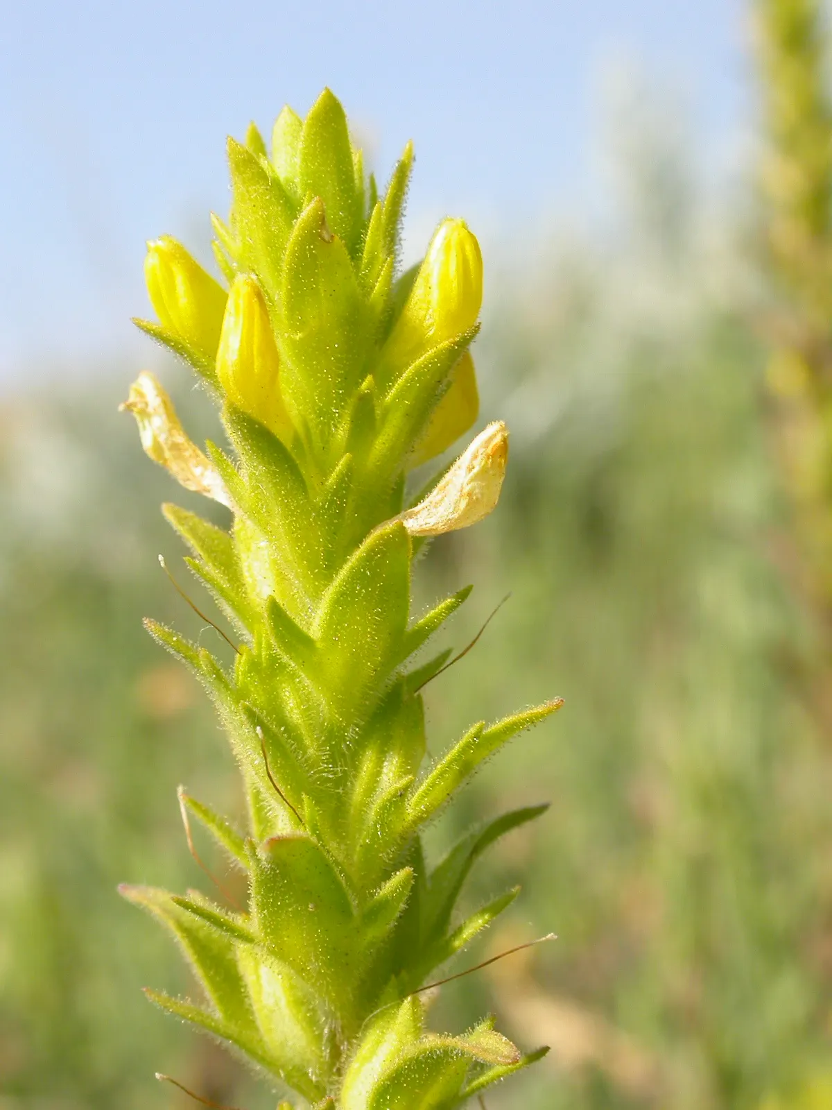 Owl's Clover (Orthocarpus Purpurascens) — thus giving this plant its common name; scientifically known as Orthocarpus purpurascens