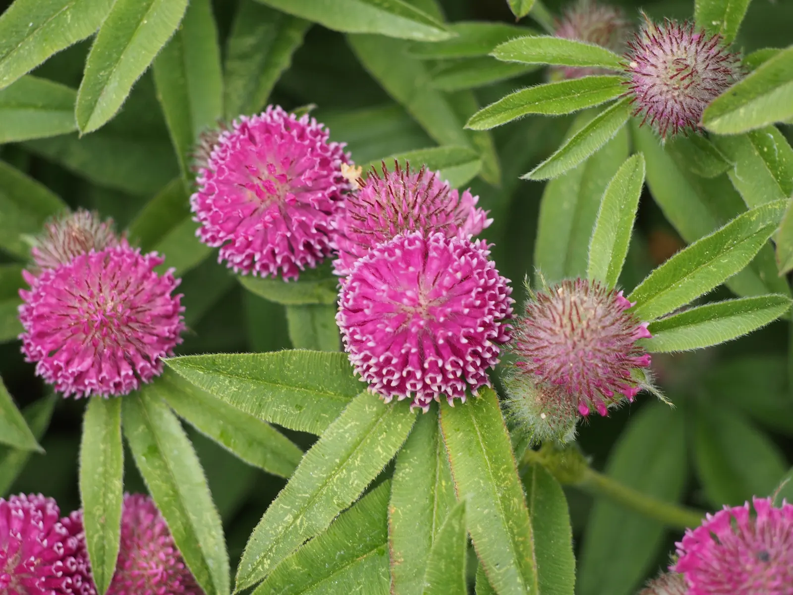 Owl's Clover (Orthocarpus Purpurascens) — annual for full; and to strengthen the garden's ecological function, image 69