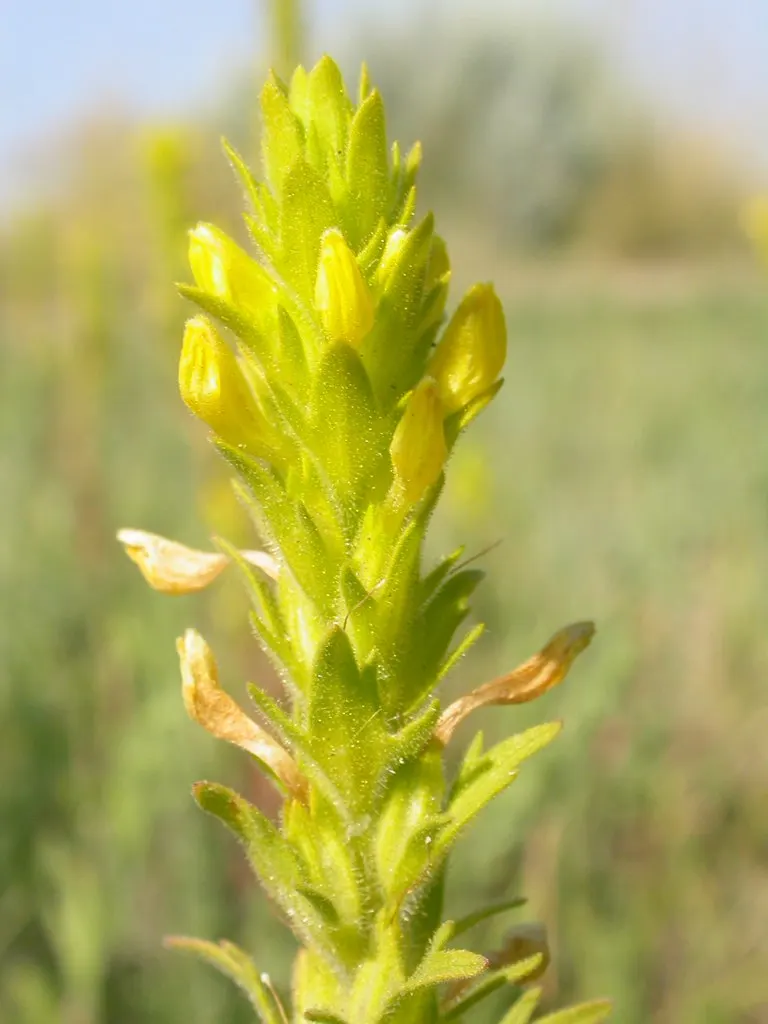 Owl's Clover (Orthocarpus Purpurascens) — Owl's Clover (Orthocarpus purpurascens) is a striking annual; ideal for wildflower meadows or as a border, image 70