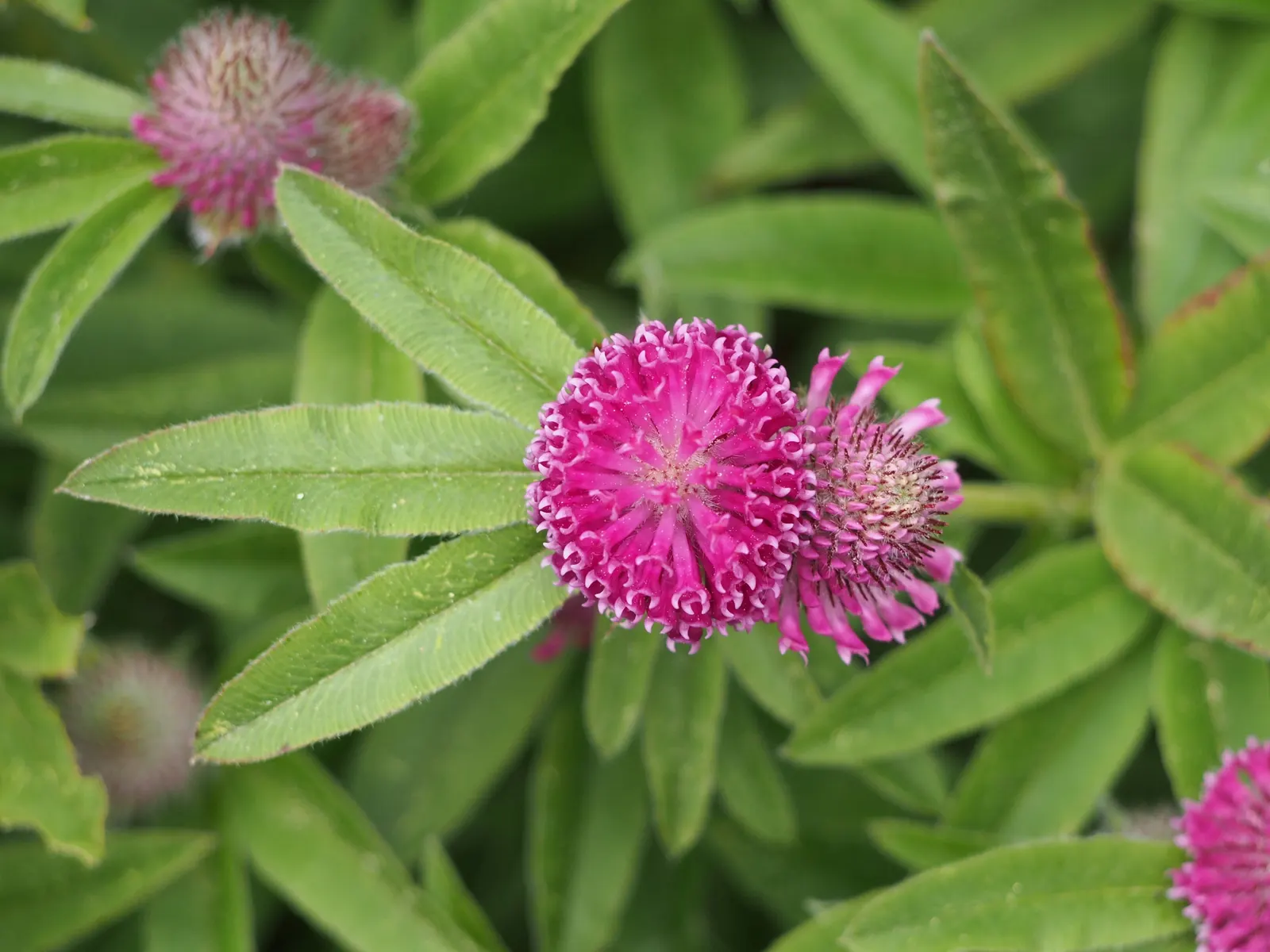 Owl's Clover (Orthocarpus Purpurascens) — thus conserving water and aligning with xeriscaping principles; it also derives some of its nutrients, image 65