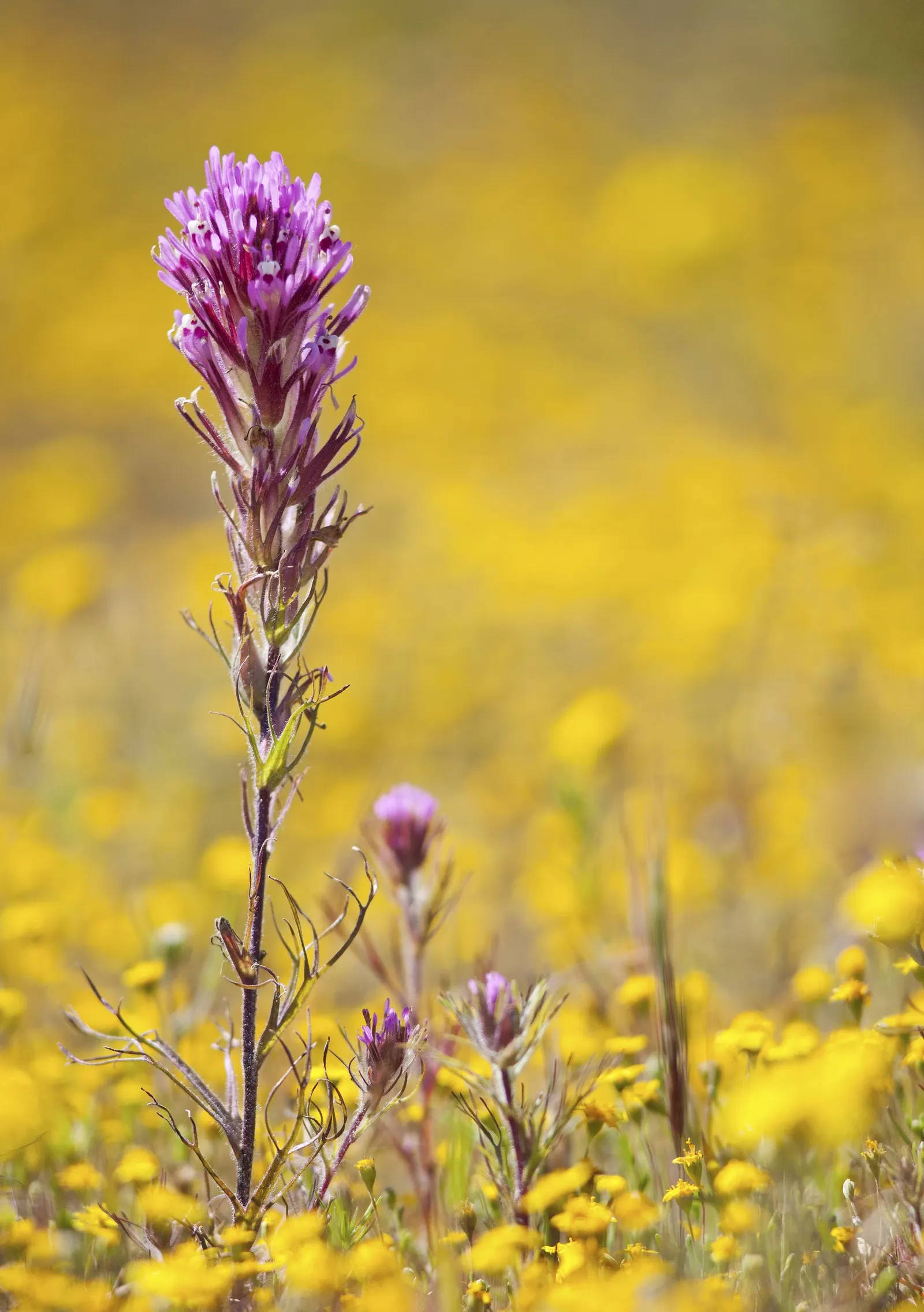 Owl's Clover (Orthocarpus Purpurascens) — providing a sustained display of color.<br><br>Owl's Clover is a hemiparasitic plant