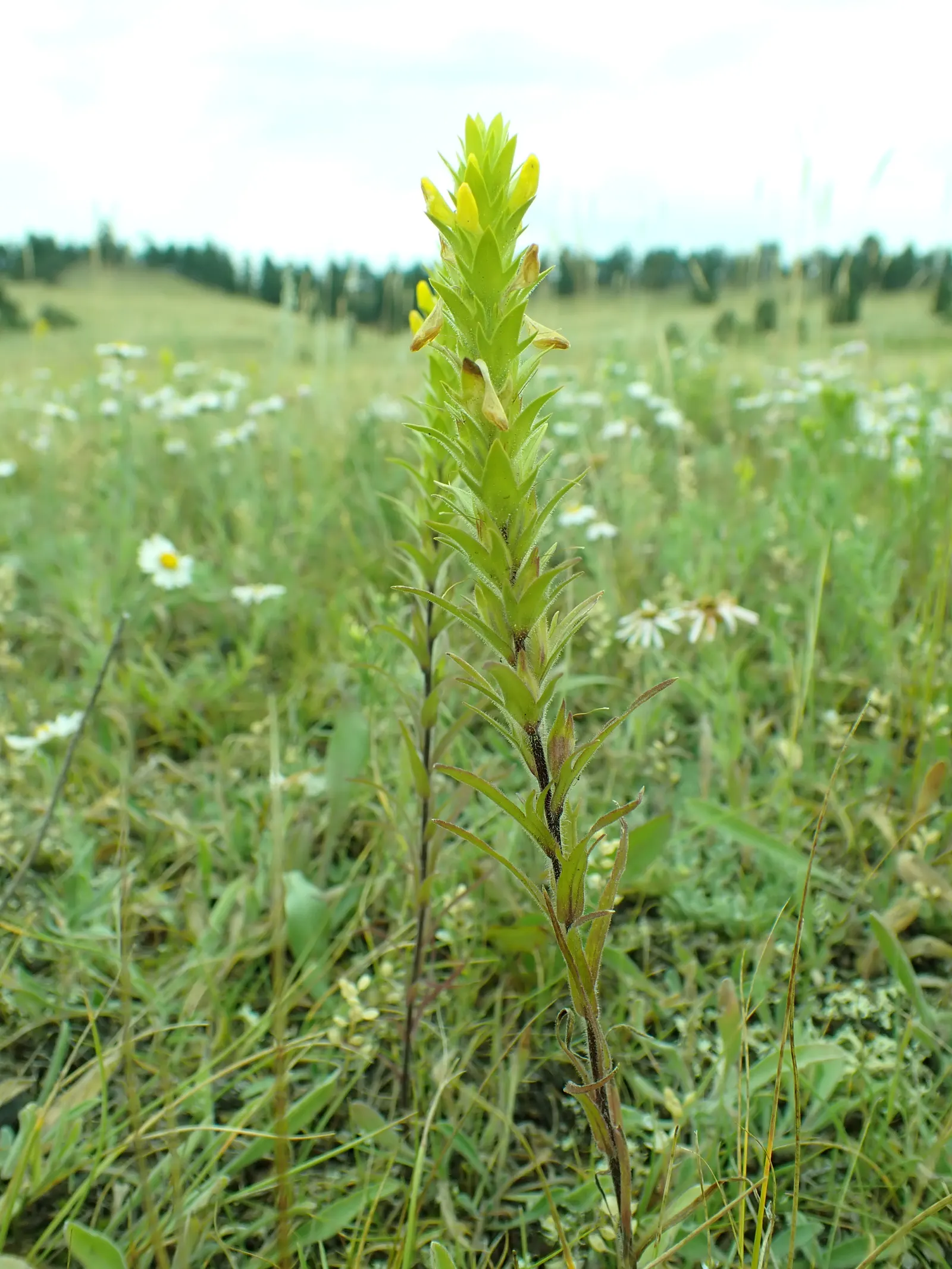 Owl's Clover (Orthocarpus Purpurascens) — consider its placement carefully; owl's Clover is a low-maintenance choice, image 85